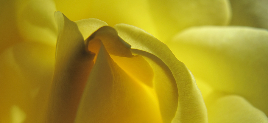 Tulpe